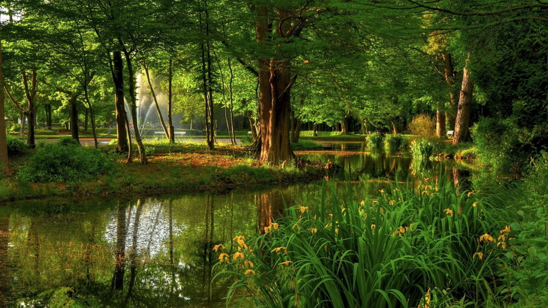 vegetation, idyllic, tranquil scene, lush foliage, lake, 1080P, beauty in nature, tranquility, forest, growth, wetland, plant, reflection, non-urban scene