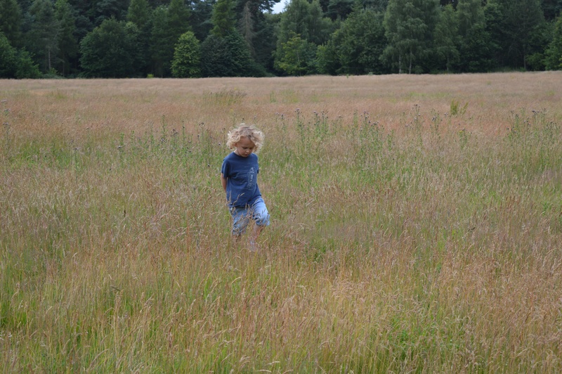 toddler, standing, 5K, boy, leisure activity, middle, children playing, casual clothing, nature, grass, fun, kids playing, caucasian, cute, child, playing
