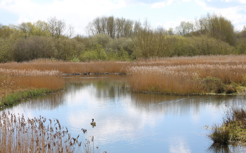 england, pool, landscape, no people, coventry, nature reserve, peaceful, 5K, peace, uk, british, animal themes, park, animal wildlife, pond, vertebrate