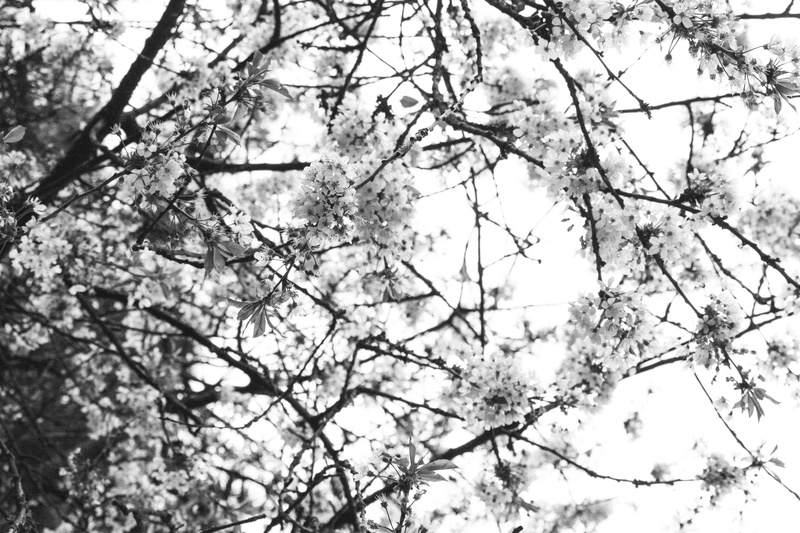 tree, fragility, beauty in nature, blossom, plant, day, branch, tree canopy, flowering plant, scenics - nature, trees, coventry, outdoors, nature, freshness