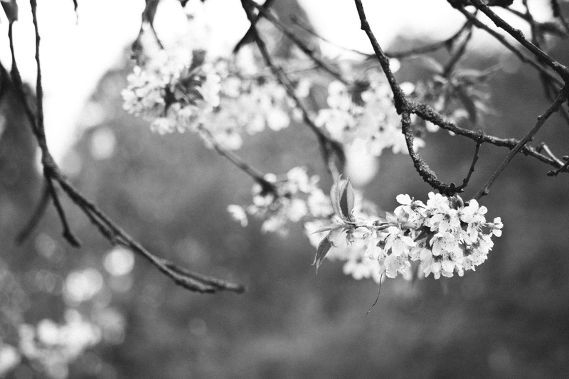 no people, flower head, growth, blossom, close-up, spring, springtime, twig, lake, cherry blossom, day, nature, selective focus, focus on foreground, petals