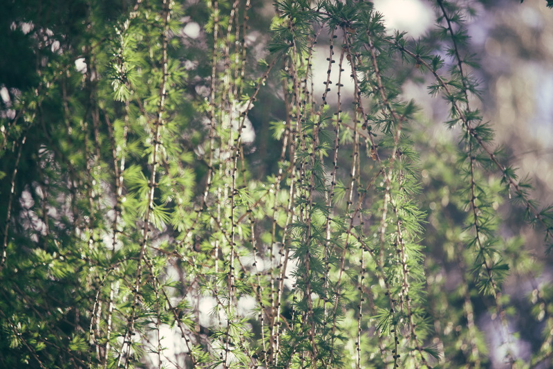 spring, 5K, freshness, sunlight, close-up, united kingdom, trees, green color, tranquil scene, outdoors, branch, field, coventry, selective focus, growth