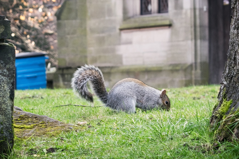 green color, outdoors, land, animal, plant, animals in the wild, nautre, rodent, no people, squirrel, day, vertebrate, nature, architecture, home, built structure