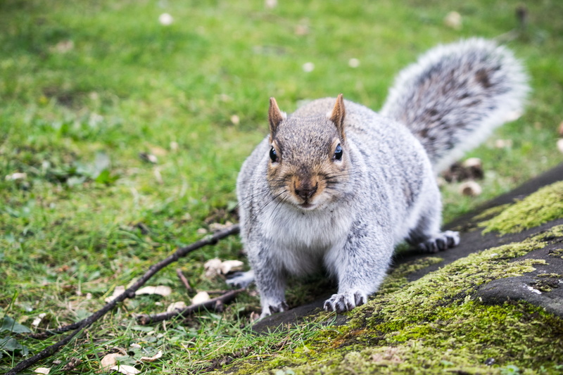 love, nuts, forest, close-up, portrait, wild, animals in the wild, focus on foreground, coventry, christmas, plant, grass, animal, outdoors, looking at camera