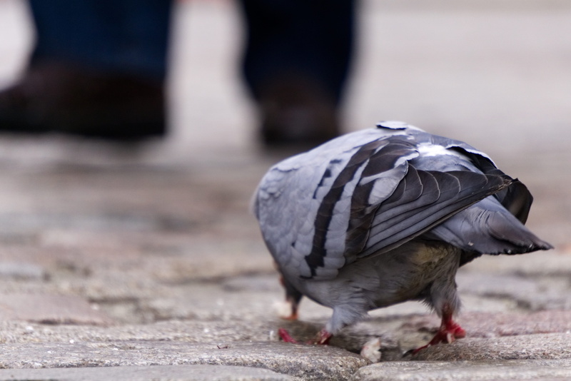 animal, macro, outdoors, close up, animals in the wild, back, preening, bird, pedestrian zone, full length, dove, animal themes, no people, duck, focus on foreground