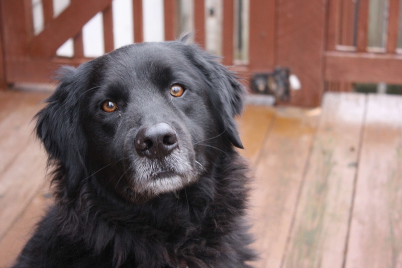 domestic animals, one animal, animal, indoors, canine, newfoundland dog, dog, animal eye, looking at camera, labrador, close-up, domestic, looking, dog face