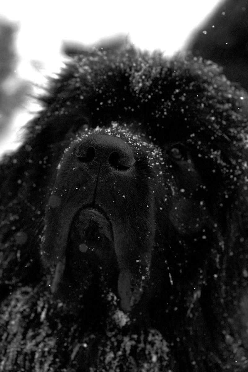 animal nose, sea anemone, pet, winter, snout, newfoundland, 4K, vertebrate, close-up, pillow, mammal, one animal, small, animal themes, looking, domestic