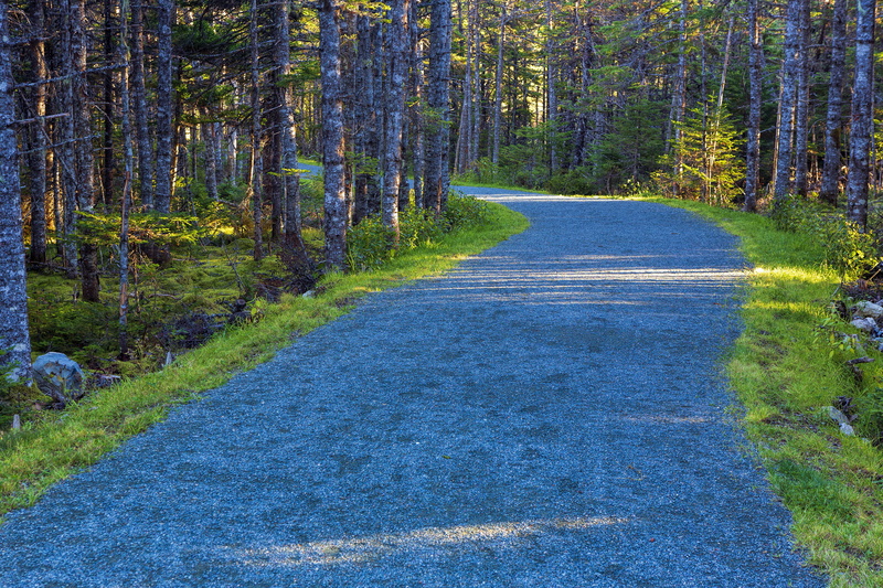 forest, non-urban scene, nature, colorful, brook, day, green color, pine woodland, tranquil, trunk, pine tree, trail, destination, woodland, scenics - nature