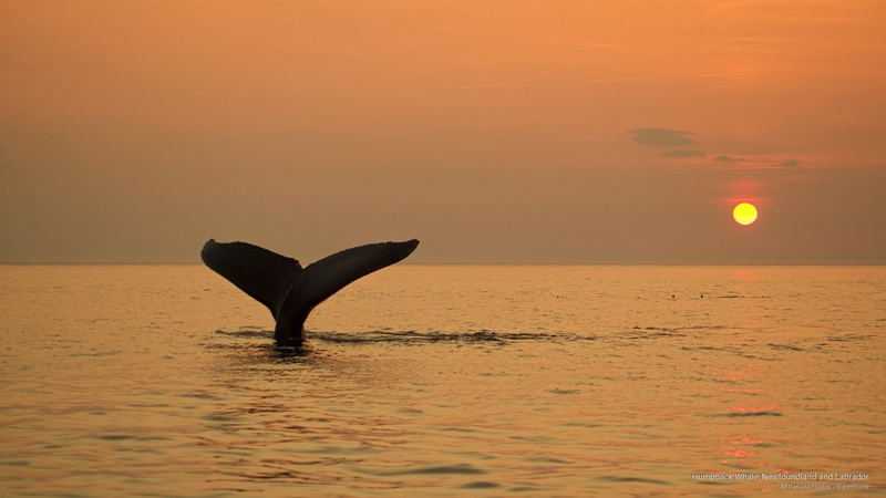 humpback, labrador, whale, newfoundland, 2K, Animals
