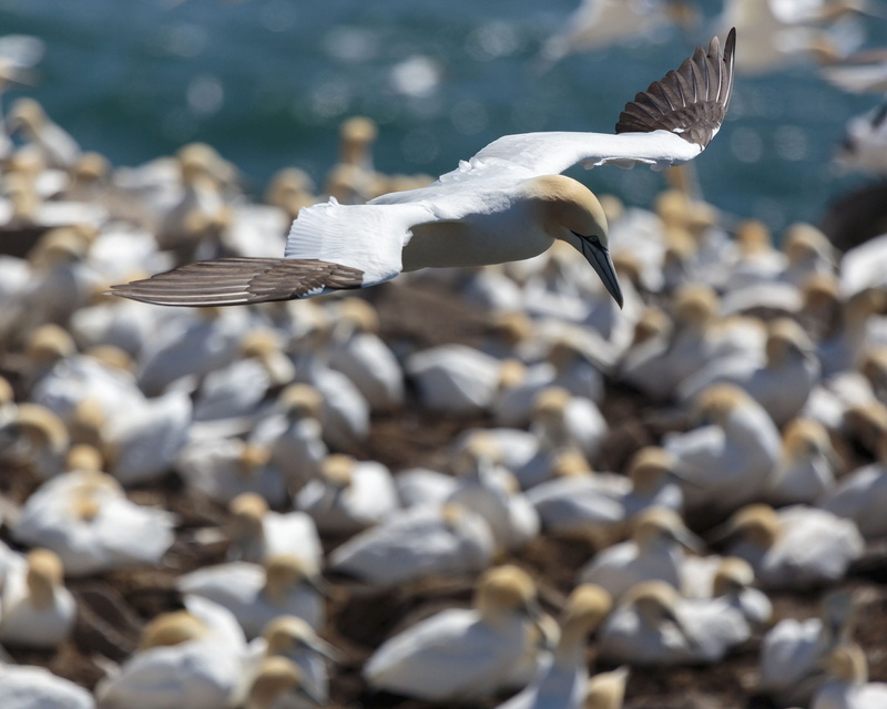 flapping, 1080P, ocean, sightseeing, nature, beautiful, seabirds, animals in the wild, labrador, formation, natural, seagull, atlantic, birds, water, wildlife
