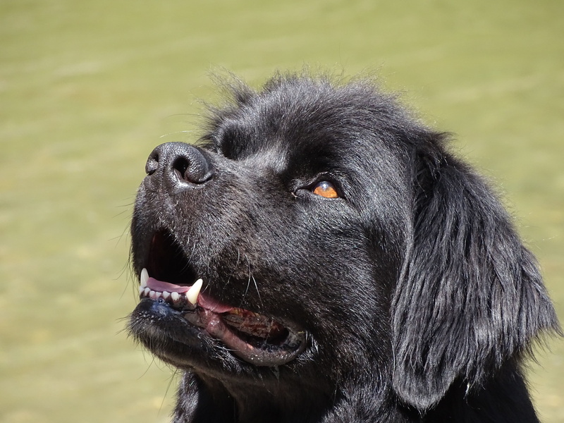 mouth open, domestic Animals, flat, close, animal head, animal, hybrid, outdoors, no people, black Color, fur, animal body part, coated, puppy, looking