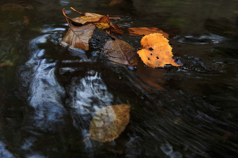 outdoor, leaves, fall, tree, peace, peaceful, nature, golden, lake, foliage, newfoundland and labrador, no people, beautiful, animal wildlife, colorful