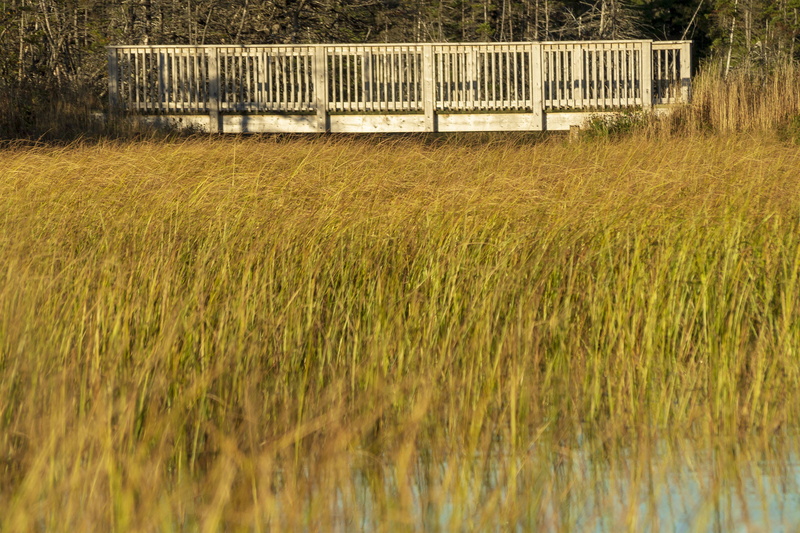 peaceful, torbay, protection, 1080P, park, fall, golden, field, no people, scene, travel, plant, landscape, agriculture, day, pond, exercise, land, colors