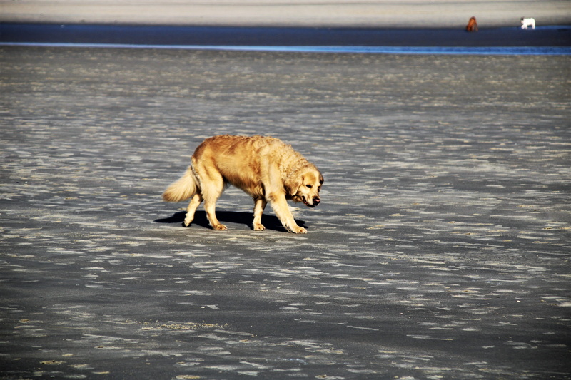 5K, no people, coast, motion, one animal, vertebrate, animal, person, nature, animal wildlife, slate, sand, beauty in nature, beach, seashell, animals in the wild