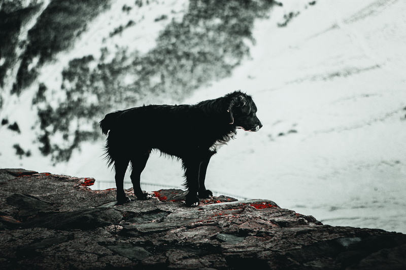 fire, domestic animals, agelaius, rock, standing, pets, nature, rock - object, 2K, focus on foreground, dog, blackbird, one animal, pet, slate, domestic