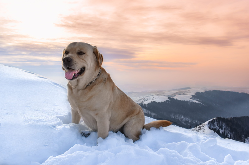 sky, tan, domestic animals, cold temperature, 5K, nature, ground, labrador retriever, sunset, no people, cima grappa, winter, one animal, newfoundland