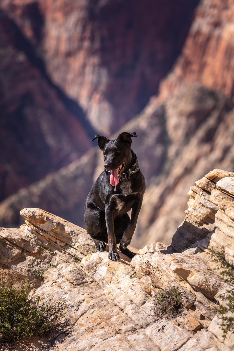 coyote, wolf, nature, plateau, mammal, day, rubble, red wolf, mountain, looking, domestic, canyon, canine, running, pet, labrador retriever, vertebrate
