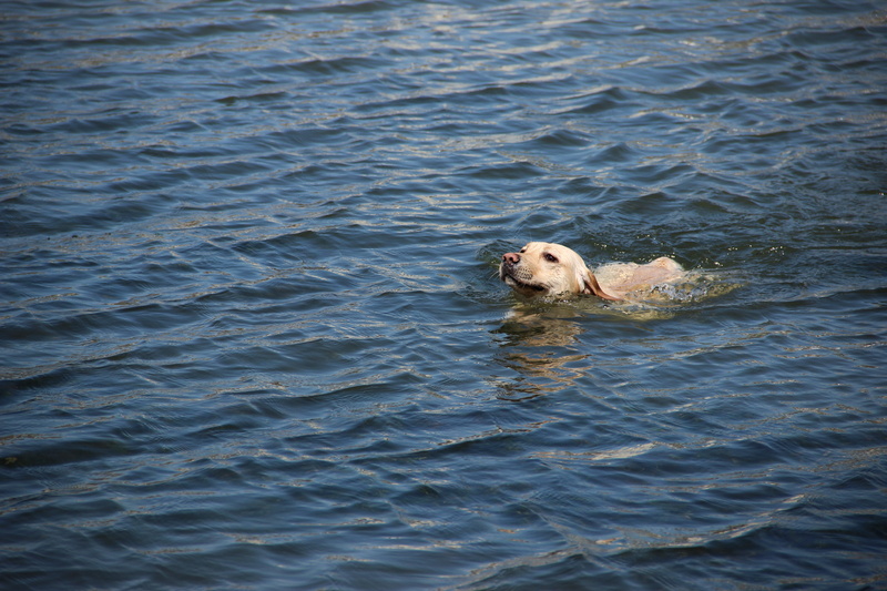 swim, day, waterfront, nature, swimming, animals in the wild, dog, golden retriever, marine, pet, outdoors, one animal, haihe river, newfoundland, mammal