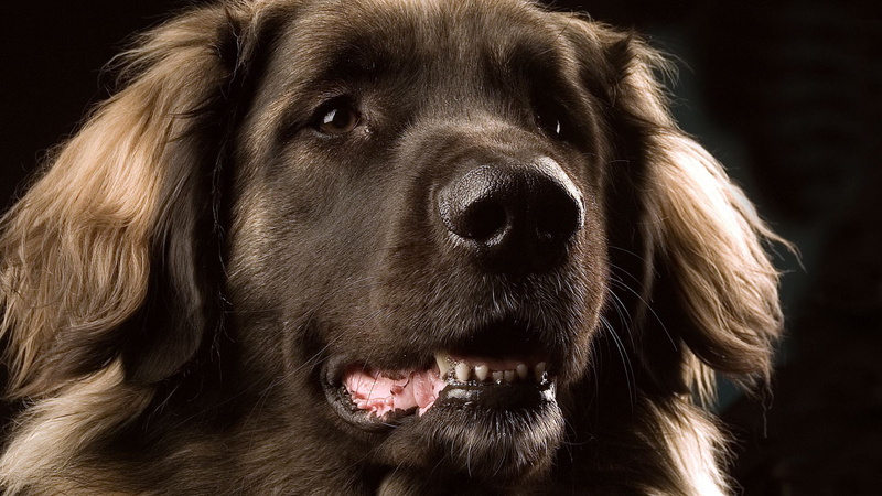 dog, one animal, aggression, animal head, portrait, animal mouth, pets, animal, black background, labrador retriever, puppy, cute, domestic animals, animal body part