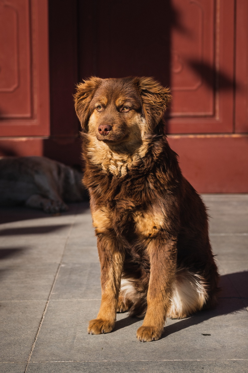 portrait, animal themes, sitting, large, no people, domestic animals, entrance, airedale, pet, animal, adult, brown, mammal, short, looking, day, cocker spaniel