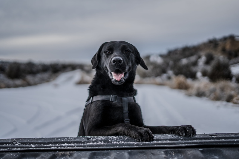 pets, animal head, one animal, apparel, ice, animal, canine, day, dog, outdoors, black color, snow, winter, labrador retriever, fur, retriever, pointer