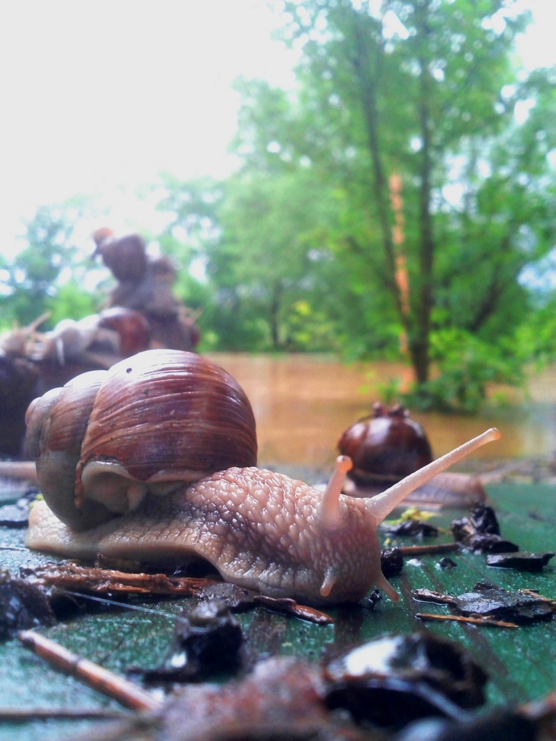 animals in the wild, the obstacles, shell, plant, mess, snail, dirt, animal, day, invertebrate, escape, pests, group, no people, 2K, delay, selective focus
