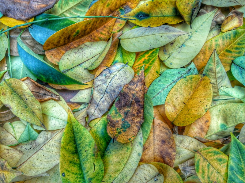 autumn, food and drink, directly above, green color, abundance, high angle view, full frame, fraying, dry, no people, outdoors, nature, sad, leaves, day