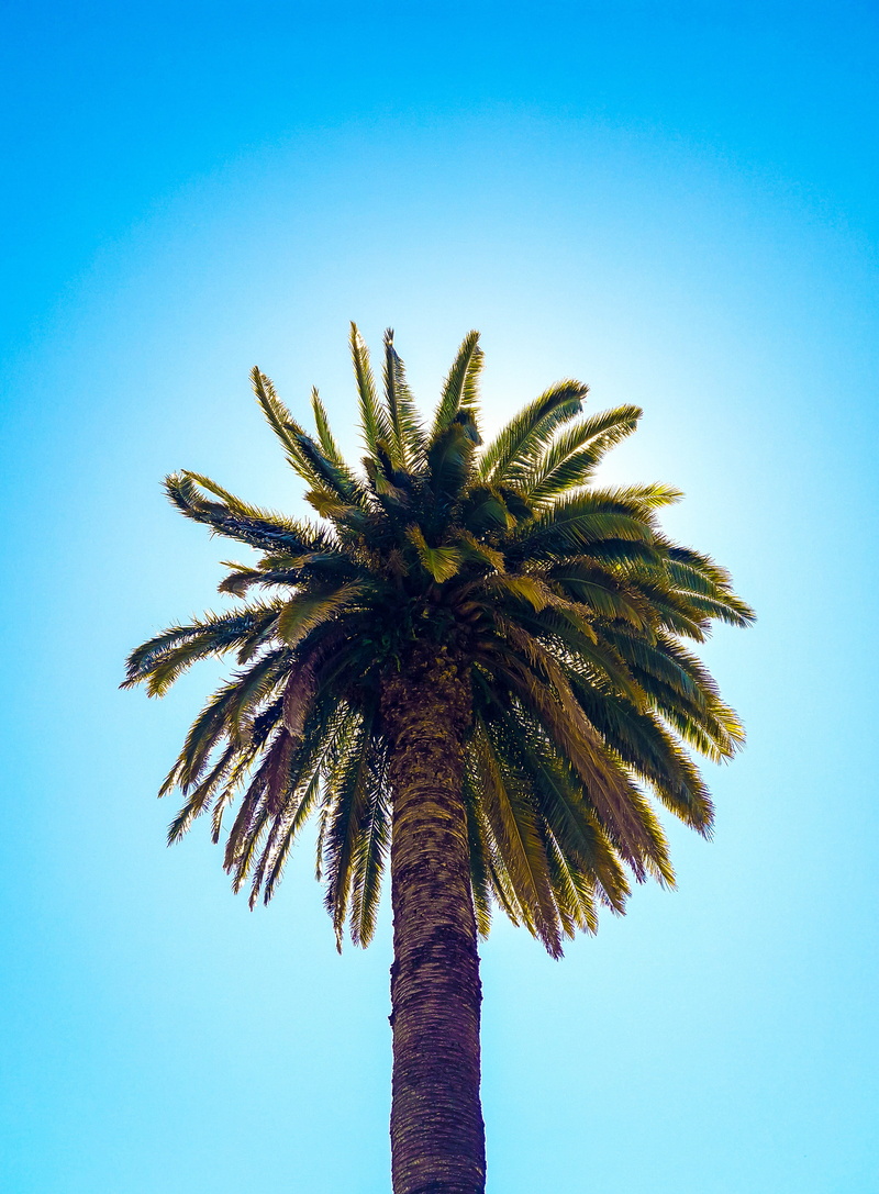 sky, low angle view, tranquility, blue, coconut palm tree, palm leaf, tall - high, growth, clear sky, beauty in nature, trunk, 4K, fray bentos, uruguay