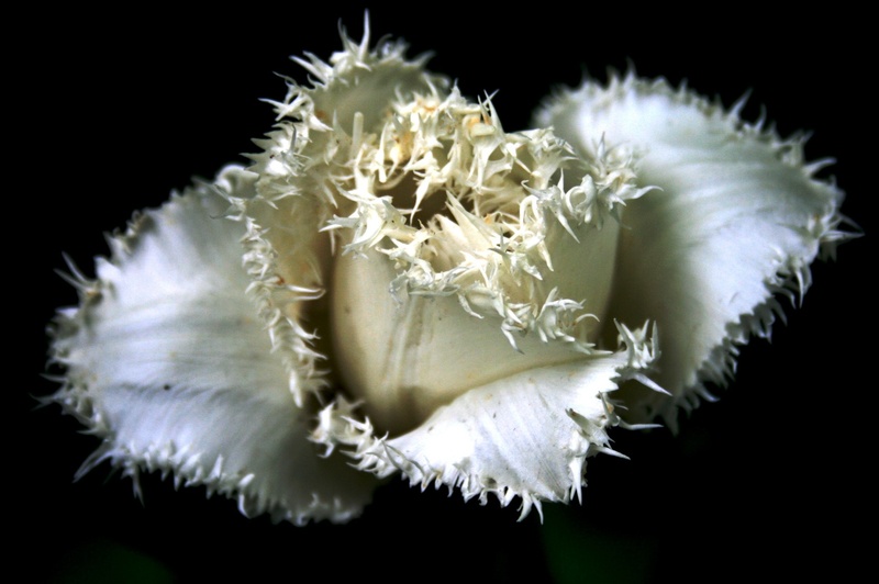 growth, petal, focus on foreground, frilled, tulip, freshness, pollen, spiky, spring, flowering plant, studio shot, no people, detail, 1080P, white, black background