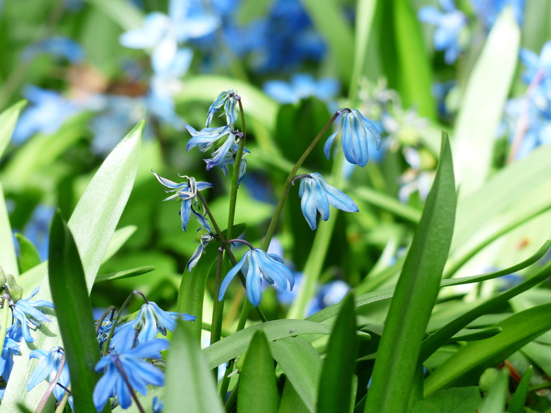 umbel, close-up, plant part, blue star, flower bells, bloom, blue, bell blue star, flowering plant, freshness, flower head, 4K, beauty in nature, bluebell