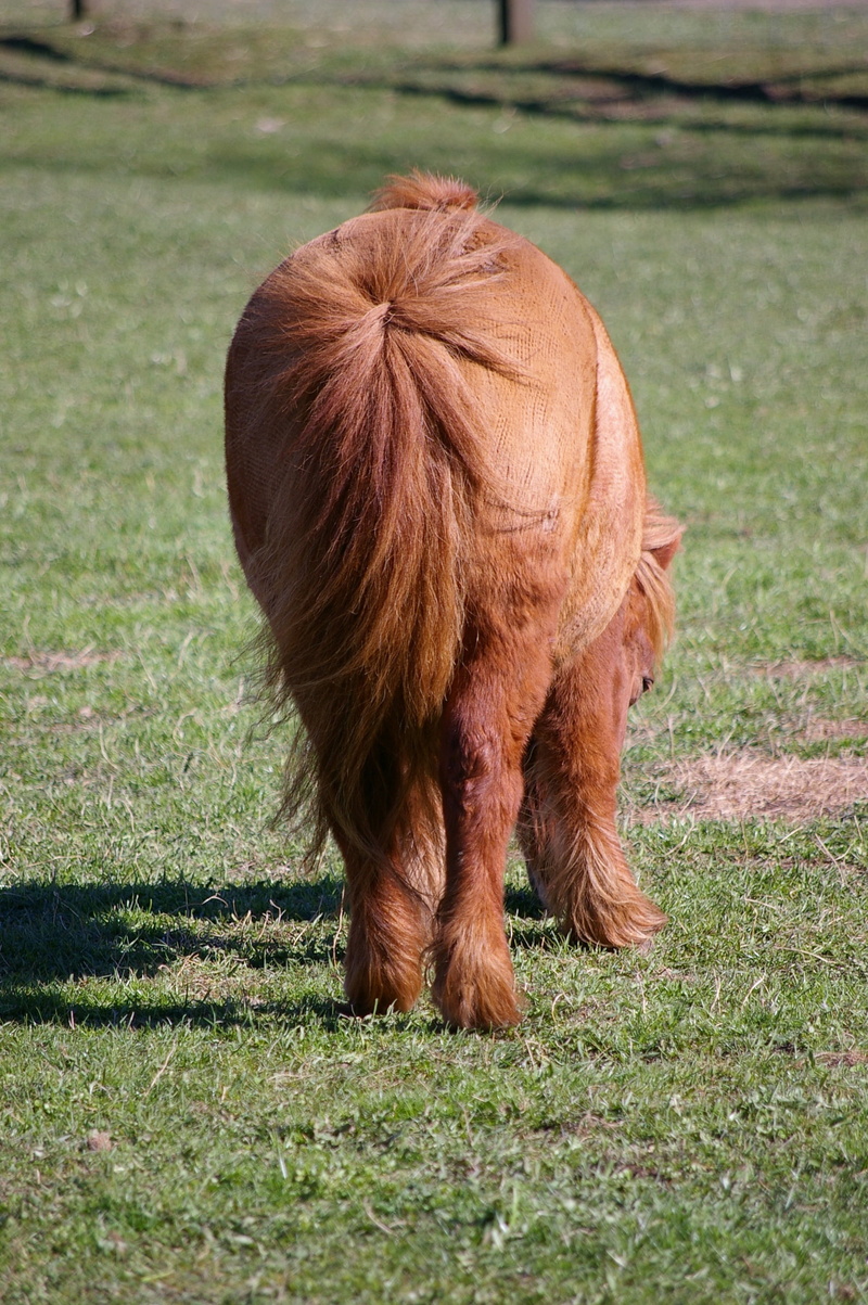 livestock, frayed, animal themes, farm, 2K, land, pony, mare, mammal, brown, no people, pony tail, outdoors, day, domestic animals, animal wildlife, herbivorous