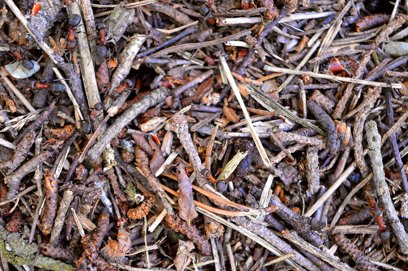 directly above, nature, wood ant, close-up, dry, high angle view, day, insect, large group of objects, plant, backgrounds, fray, outdoors, twig, anthill