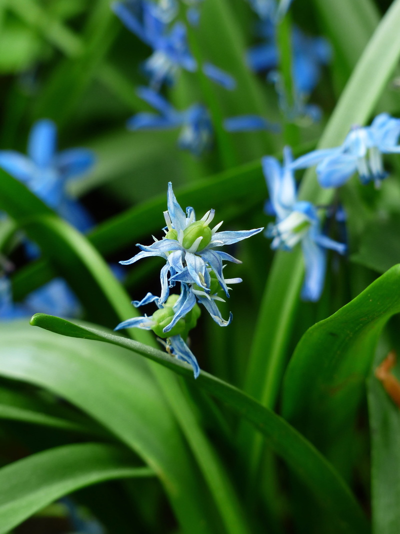 hyacinthoides hispanica, Bluebell, vulnerability, umbel, freshness, inflorescence, butterfly orchid, selective focus, petal, nature, purple, Blossom, capsules