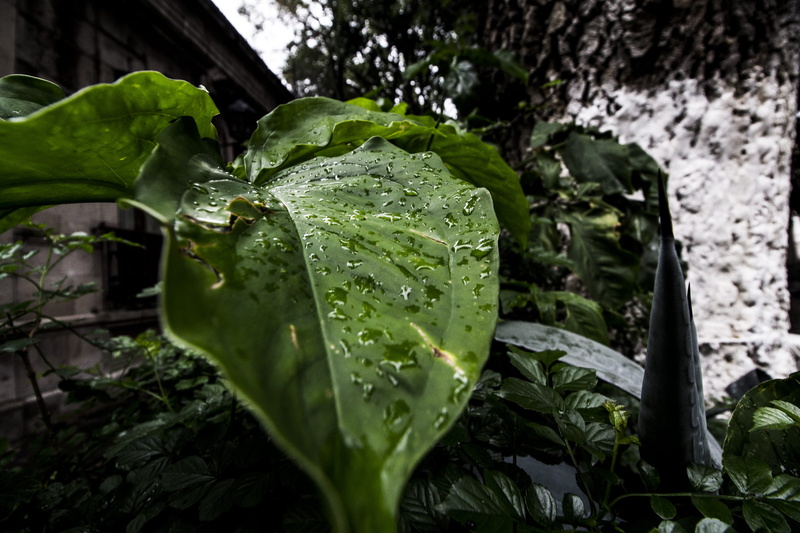leaf, plant, day, raining, drop, clz. fray antonio de san miguel, plant part, dew, rainy season, wet, freshness, green color, beauty in nature, nature