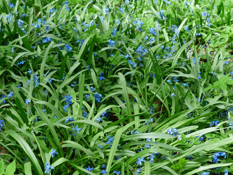 field, growth, food and drink, plant part, umbel, blossom, blade of grass, full frame, high angle view, butterfly orchid, fransig, blue star, green color