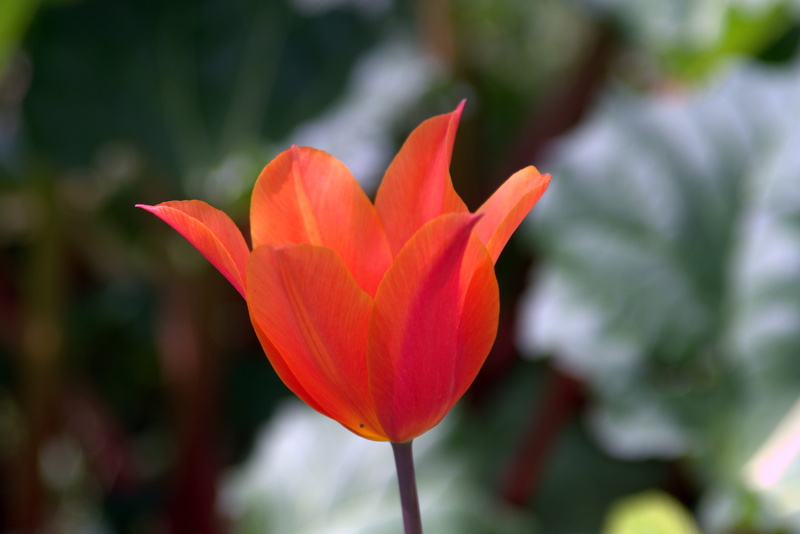 freshness, day, beauty in nature, garden flowers, outdoors, frayed, vulnerability, chalices of flowers, nature, no people, petal, orange, fragility, focus on foreground