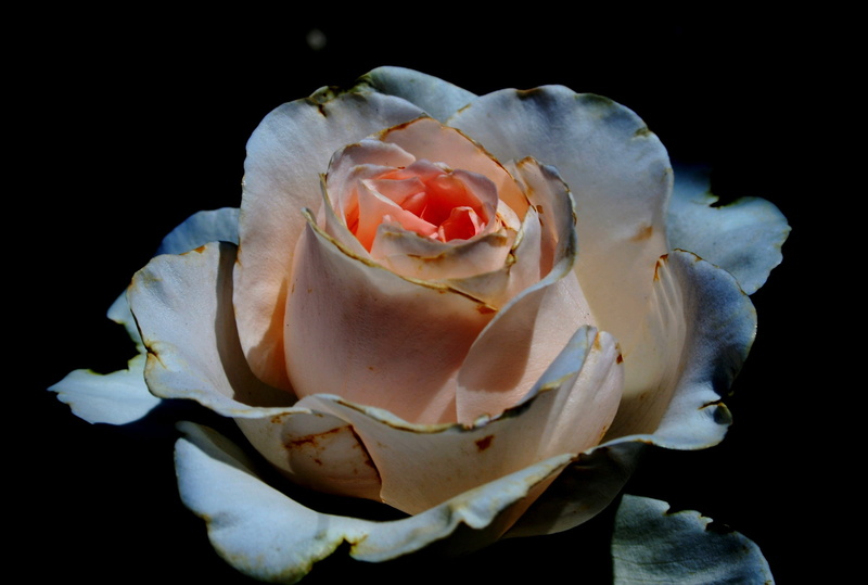 freshness, soft, beautiful, rose, flower, nature, beauty in nature, plant, shallow, studio shot, growth, bud, close-up, 2K, inflorescence, petal, fragility