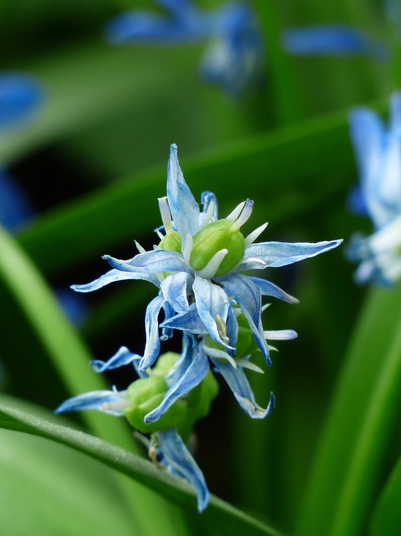 fransig, plant part, capsules, 4K, umbel, inflorescence, frayed, bluebell, leaf, petal, growth, hyacinthoides hispanica, no people, bell blue star, nature