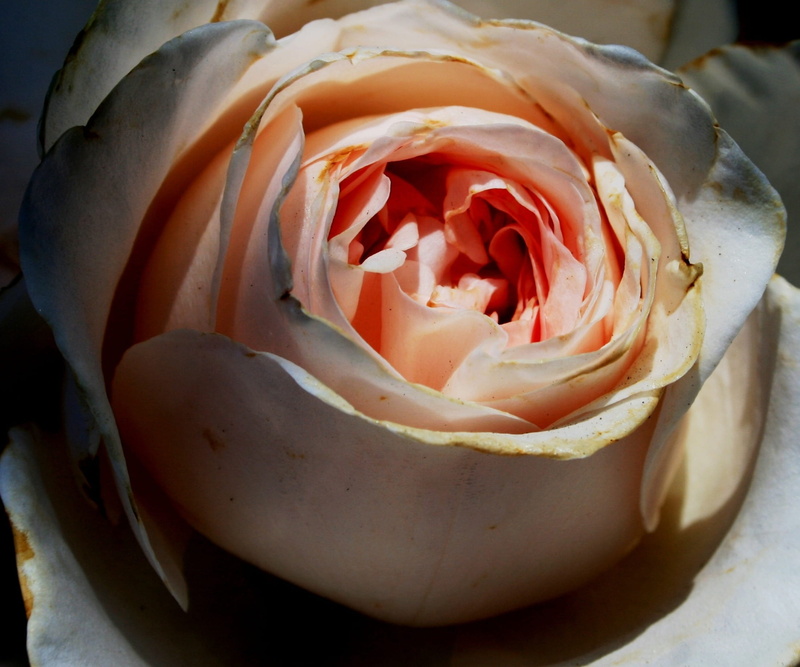 inflorescence, frayed edges, plant, close-up, petal, rounded, fragility, outdoors, growth, rose, egg-shaped, densely arranged petals, freshness, lighting