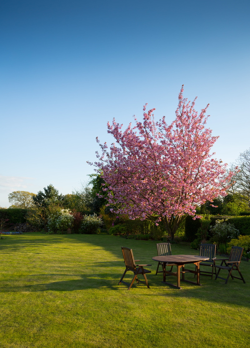 flowering plant, no people, beauty in nature, tranquility, tree, springtime, nature, piece, brown, chairs, garden, plant, lawn, land, clear sky, field