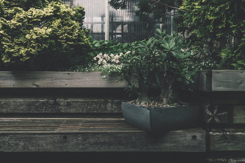 5K, green, staircase, seat, pottery, tree, wood, vase, beauty in nature, leaf, royal botanical gardens, potted plant, arbour, botany, bench, day, houseplant