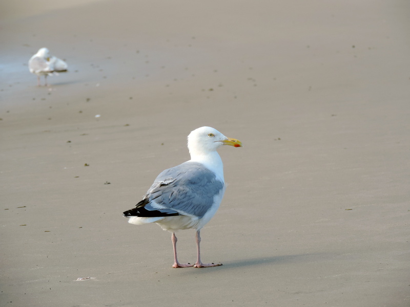 plumage, island, borkum, watts, by the sea, vertebrate, sea bird, animal world, water, seagull, wildlife photography, 4K, animal wildlife, walk on the beach