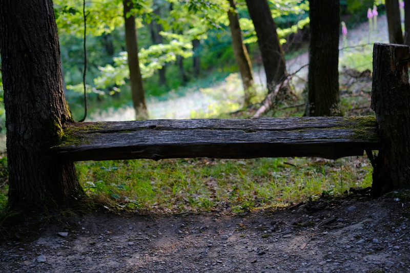 growth, away, idyllic, Nature, scenics - nature, old, click, green Color, wooden bench, tranquility base, bench, rustic, trunk, tranquil Scene, mood, 5K