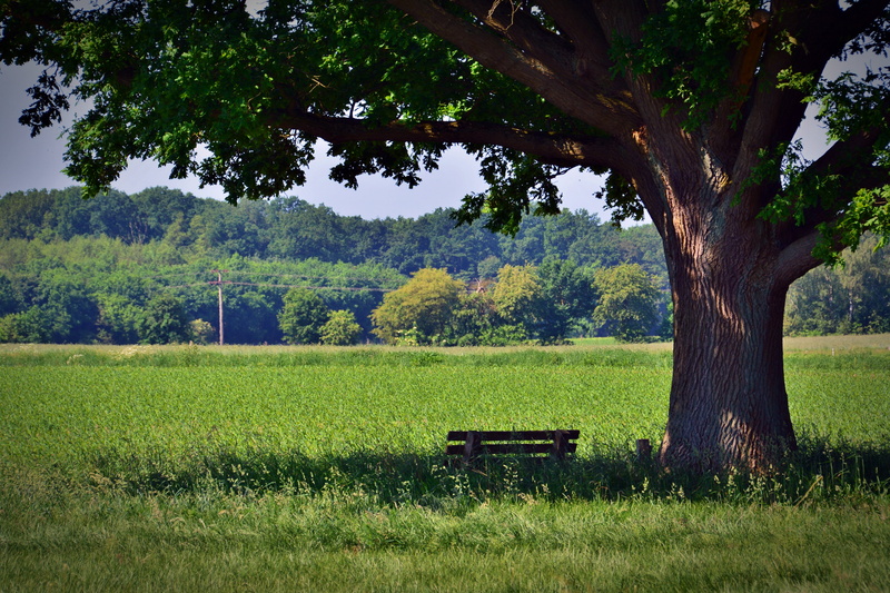 nature, tree trunk, tranquil scene, day, plant, 5K, leaves, outdoors, old oak, rest, park bench, green Color, land, oak, meadow, beauty in nature, seat