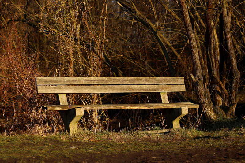 outdoors, plant, empty, bank, field, benches, walk, idyll, out, day, trunk, grass, sit, park bench, resting place, wooden bench, break, absence, wood, tree