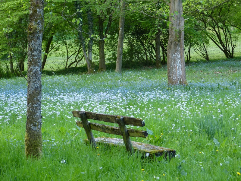 park, 4K, no people, bank, landscape, tranquility, tree trunk, field, empty, beauty in nature, nature, trunk, outdoors, bench, tree, growth, wood - Material