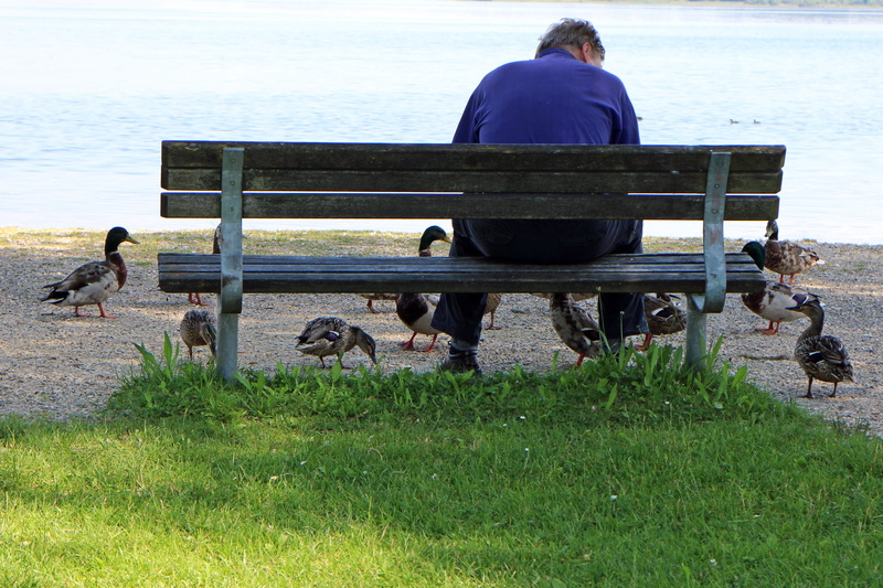 day, men, nature, vacations, idyll, pets, alone, feed, grass, outdoors, real people, bank, ducks, vertebrate, seat, relaxation, mood, bench, 2K, group of animals