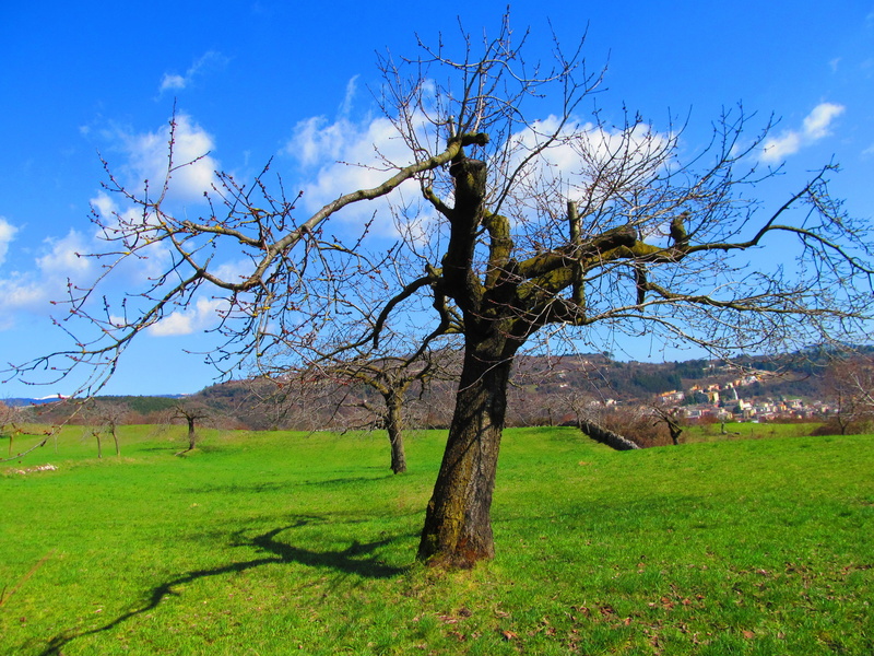 albero, grass, lawn, nature, blue, daytime, green, sky, bare, lawn grass, verde, tree, 2K, colle, blue sky