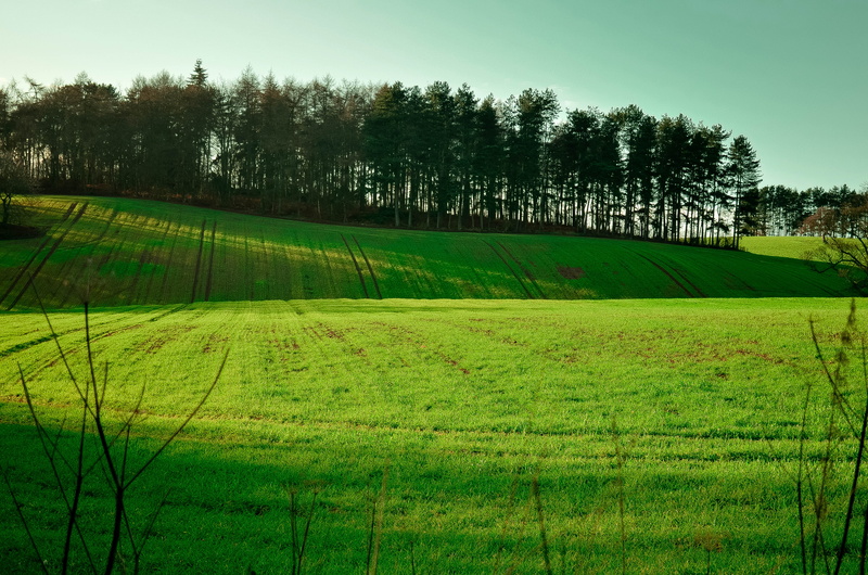 lawn, leaves, swan  geese, meadow, tree, splash, Eiffel  tower, obey, landscape, eye  colour, daytime, agriculture, superdry, long  exposure, green field