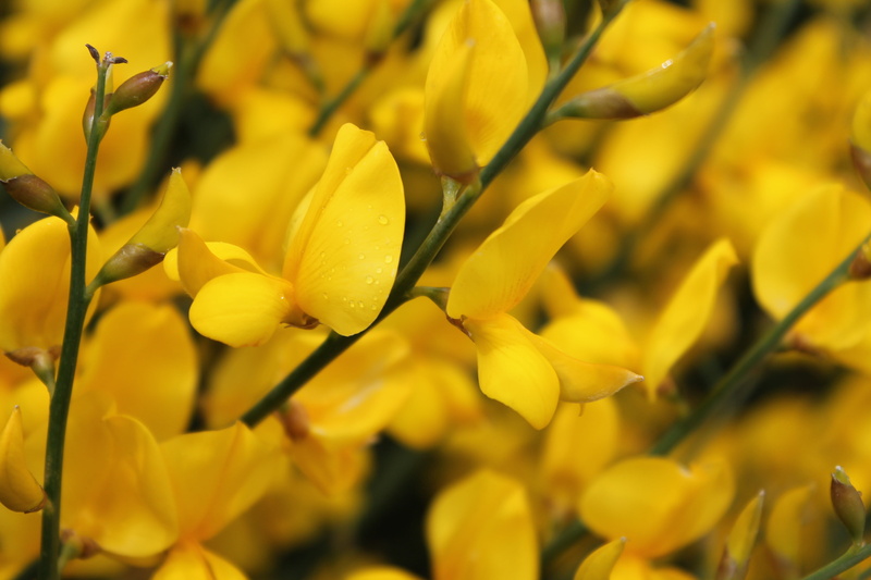 vibrant color, fresh, yard, bloom, yellow art, close-up, chakra color, colorful, nature, landscaping, dewdrops, freshness, fragility, blooming, flower landscaping
